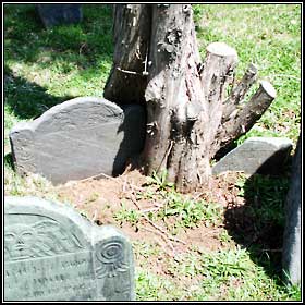 Tree with embedded gravestones.
